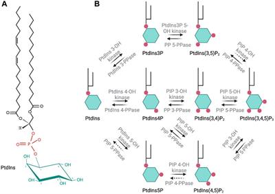 Regulation of phosphoinositide metabolism in Apicomplexan parasites